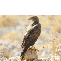 گونه عقاب دو برادر Bonellis Eagle